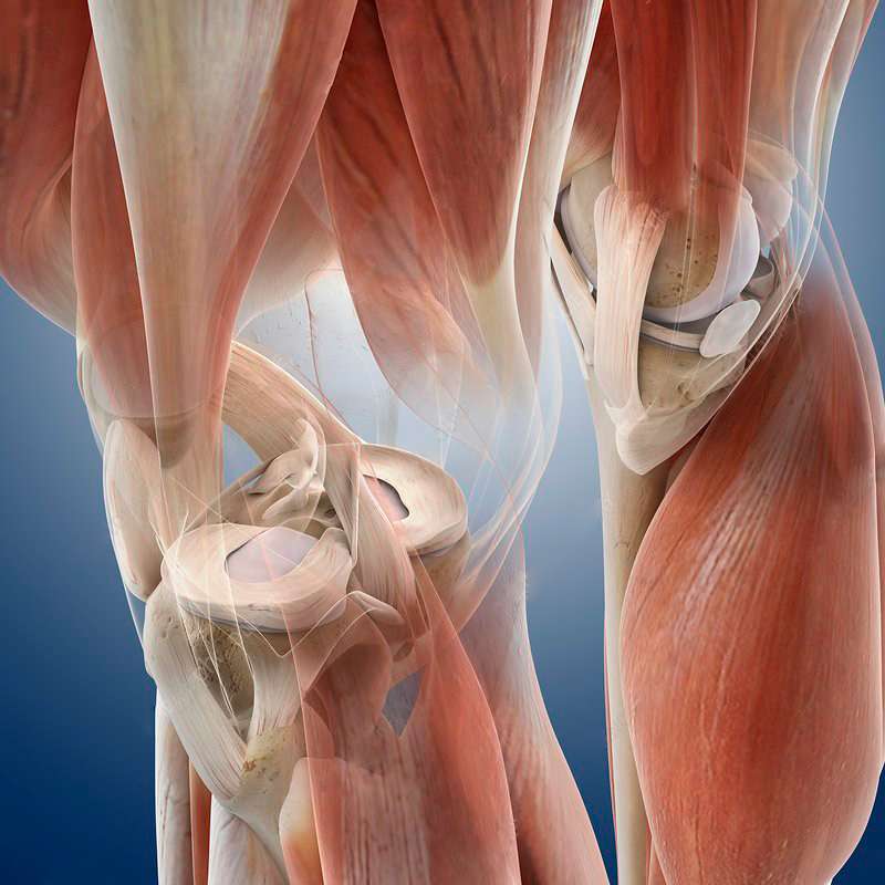 Explore human knee anatomy with expert insights and care at OrthoPlus Bone and Joint Center, providing comprehensive diagnosis and treatment for knee-related conditions.